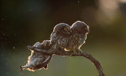 جوایز بهترین عکاسی طنز از حیات وحش در سال 2017