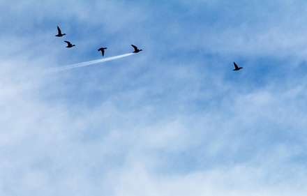 جوایز بهترین عکاسی طنز از حیات وحش در سال 2017