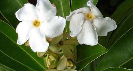 گل‌های زیبا، اما قاتل و بدجنس