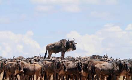 جوایز بهترین عکاسی طنز از حیات وحش در سال 2017