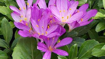 گل‌های زیبا، اما قاتل و بدجنس