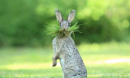 جوایز بهترین عکاسی طنز از حیات وحش در سال 2017