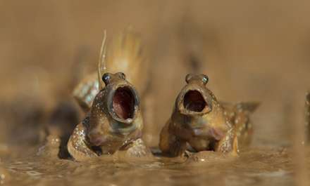 جوایز بهترین عکاسی طنز از حیات وحش در سال 2017