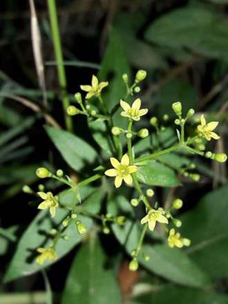 گزارش تصویری از شب زیبای طبیعت روستای گیلاس لاریجان آمل
