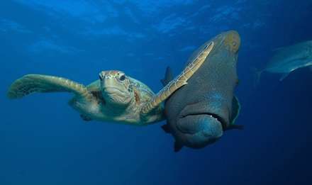 جوایز بهترین عکاسی طنز از حیات وحش در سال 2017