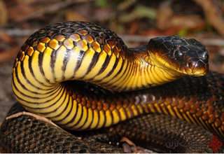 شگرد عجیب مردی برای بیرون کشیدن مار از درون موتور خودرو