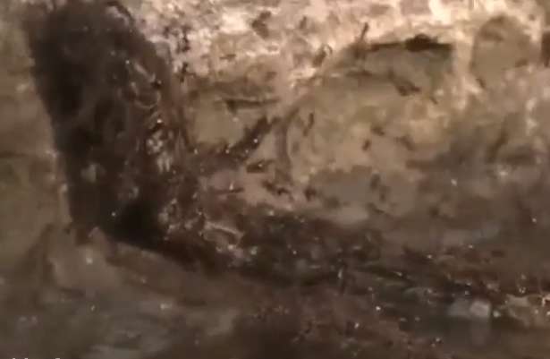 مورچه هایی که مار را شکار کردند!