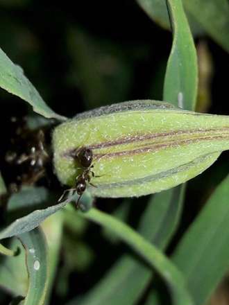 گزارش تصویری از شب زیبای طبیعت روستای گیلاس لاریجان آمل