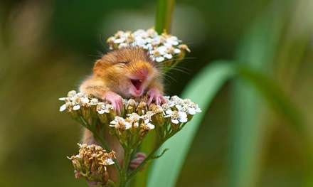 جوایز بهترین عکاسی طنز از حیات وحش در سال 2017