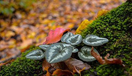 طبیعت پاییزی چهاردانگه ساری