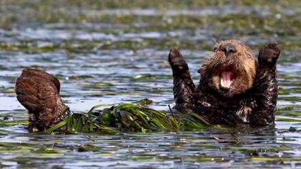 جوایز بهترین عکاسی طنز از حیات وحش در سال 2017