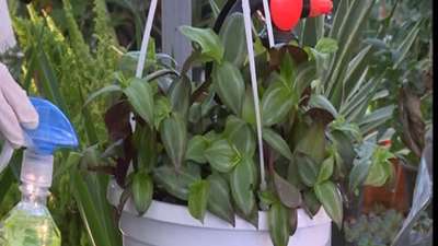 گیاه چشم آهویی