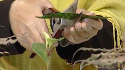 روش تکثیر گیاهان _ 2 (آموزش به زبان آذری )