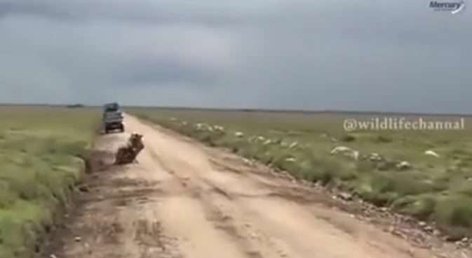 مخفی شدن شیر ماده برای شکار