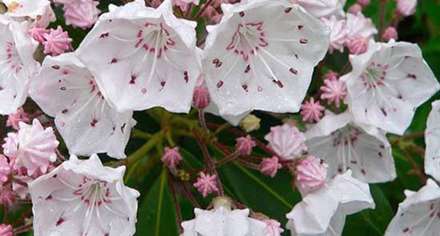 گل‌های زیبا، اما قاتل و بدجنس