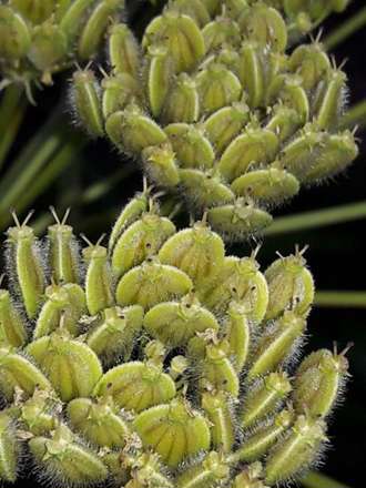 گزارش تصویری از شب زیبای طبیعت روستای گیلاس لاریجان آمل