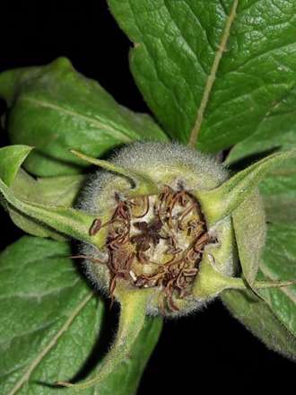 گزارش تصویری از شب زیبای طبیعت روستای گیلاس لاریجان آمل