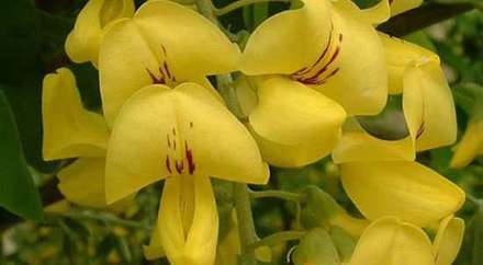 گل‌های زیبا، اما قاتل و بدجنس