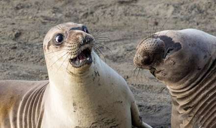 جوایز بهترین عکاسی طنز از حیات وحش در سال 2017