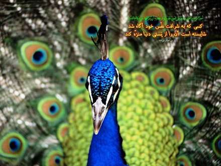 حدیثی از امام علی