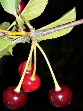 گزارش تصویری از شب زیبای طبیعت روستای گیلاس لاریجان آمل