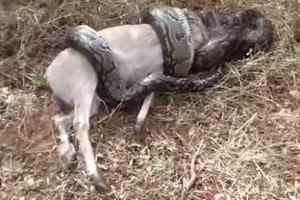 پاره شدن گلوی مار پیتون هنگام بلعیدن آهو