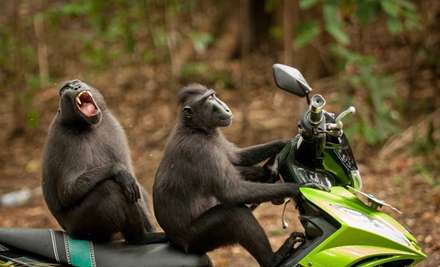 جوایز بهترین عکاسی طنز از حیات وحش در سال 2017