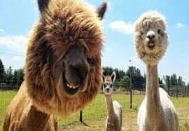 لاماهای دوست‌داشتنی آمریکای جنوبی
