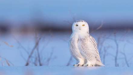 ۲۸ نما از زندگی جغدها