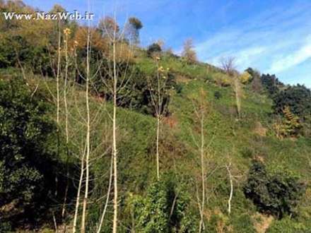 معرفی و عکس های دیدنی لیلا کوه