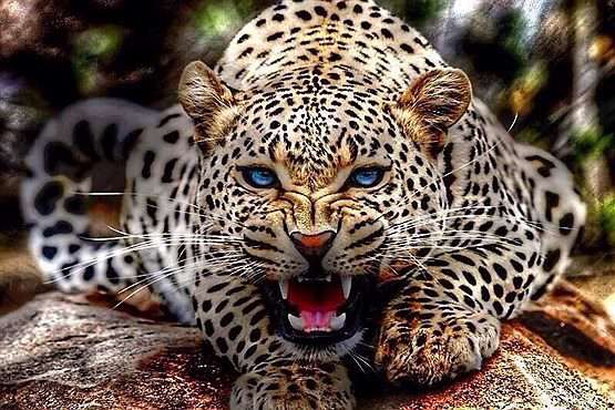 قوی ترین جانداران روی زمین!