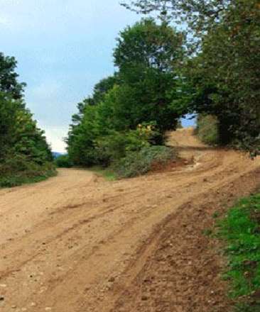 جنگل 190 میلیون ساله ایران + تصاویر