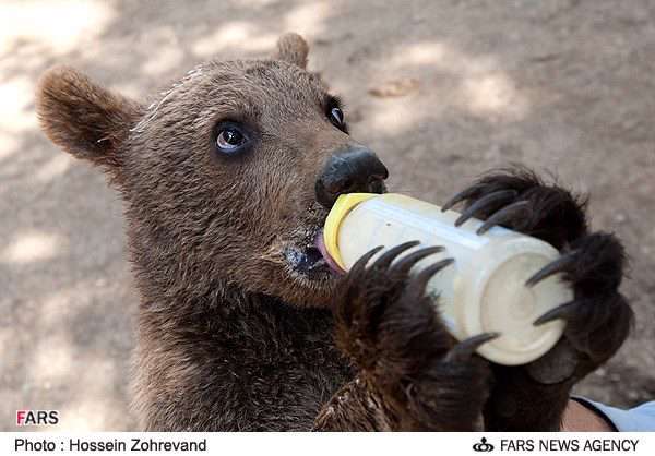 ذوق توله خرس باغ وحش تهران از دیدن برف