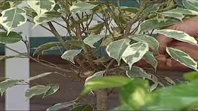 نگهداری از بنجامین