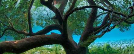 تصاویری دیدنی از پارک زیر آب در اتریش