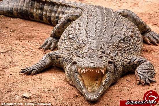 همزیستی مسالمت‌آمیز با تمساح!