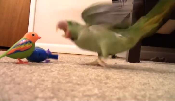 عکس العمل جالب طوطی به اسباب بازی های پرنده