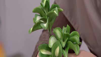 یک مدل کاکتوس خمیری