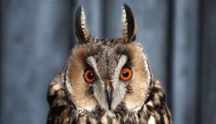 ۲۸ نما از زندگی جغدها