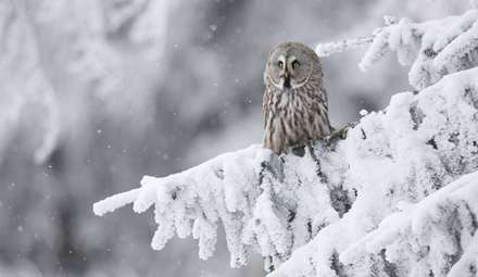 ۲۸ نما از زندگی جغدها