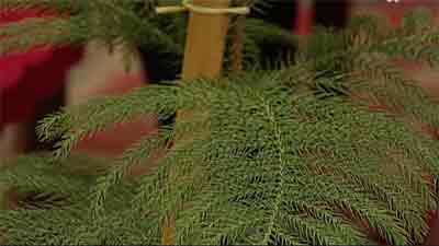 سوالات مختلف در مورد گیاهان آپارتمانی