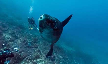 تصویر زیبا از اعماق اقیانوس که طی پروژه‌ی استریت ویو گوگل ثبت شده است