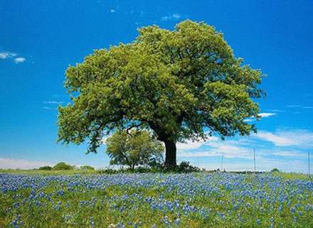 طبیعت بهار در این عکسها پیداست