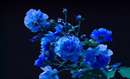 گل رُزهای آبی