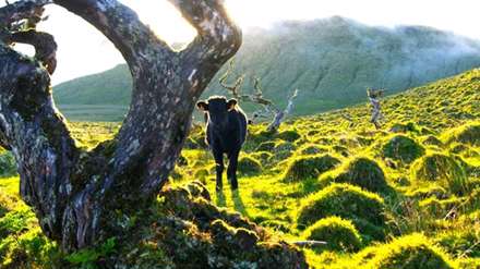 دیدنی هایی از جزایر وحشی اروپا