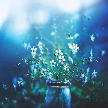 دنیای لطیف گل‌ها در آثار Arefin