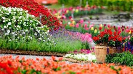 تصاویر گل های بهاری