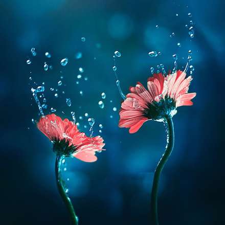 دنیای لطیف گل‌ها در آثار Arefin