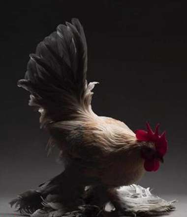 زیباترین مرغ و خروس‌های جهان