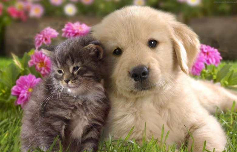 کلیپ های پربازدید از دوستی سگ و گربه